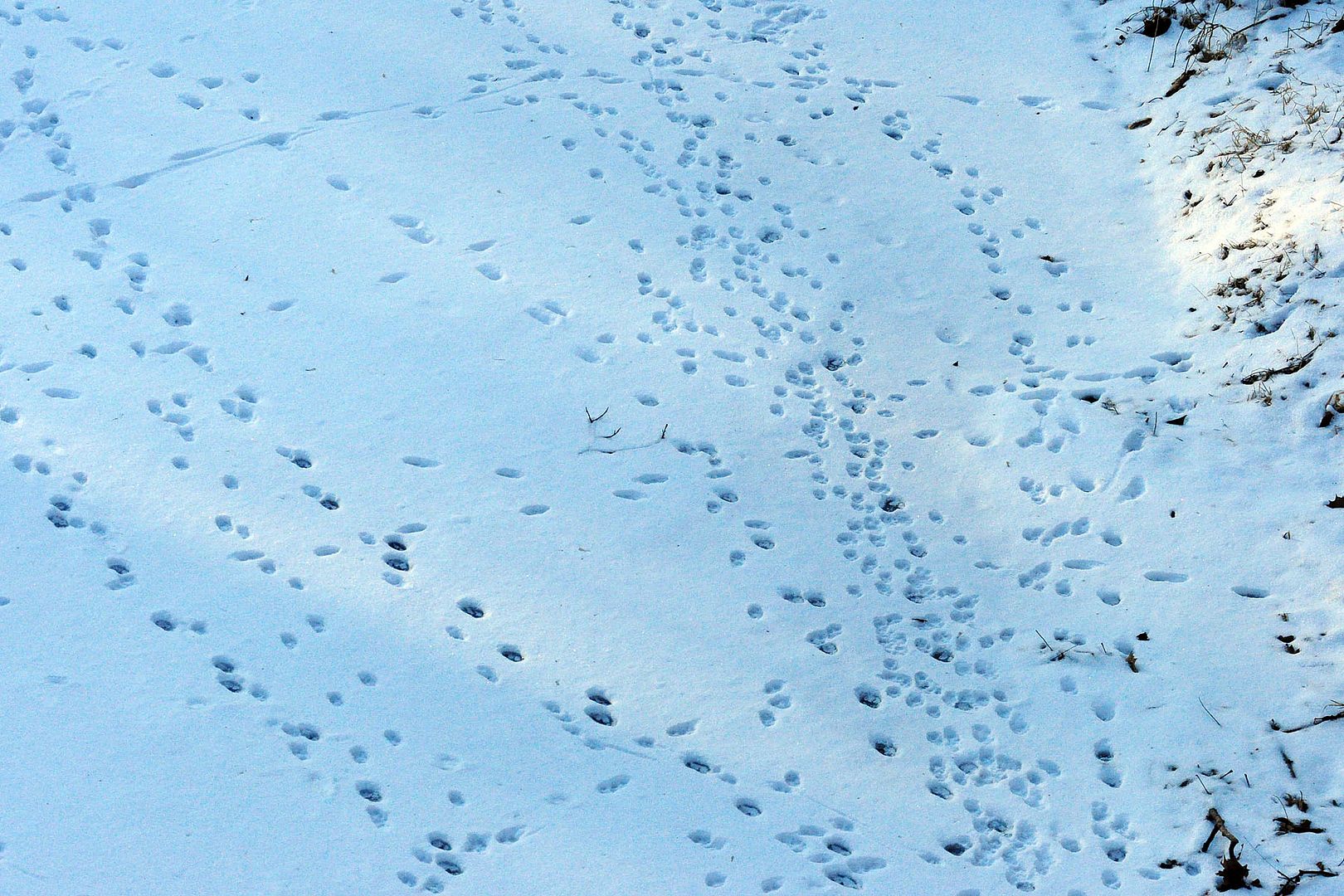 "Natural World" Through My Camera: Otter, Fox, Coyote & Other Wildlife